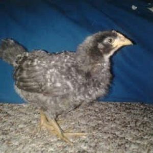 first day home. 4 weeks old ish