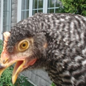 Speckles is calling her sister, Prissy!  ''Almmp!'' is the noise that she makes!