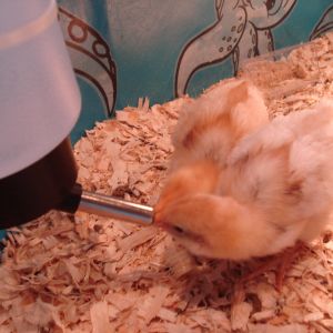 Baby Koki and Kokosh drinking.  One chicken at a time!