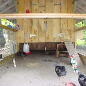 The coop is 8 square and 8 high in the center with external nesting boxes. The run itself is 8 x 16, but they also have full access under the coop, which gives them ground room of 8 x 24.
Including my Guineas, I have a total of 22 birds.