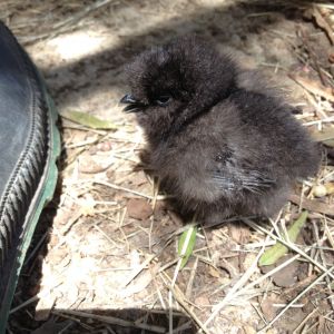 My little silkie runt, Mr. Eko. We didn't think he'd make it, but he pulled through! With much love, attention and determination.