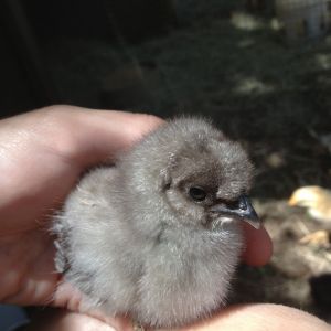 Baby silkie, Colby. Quiet and cuddly