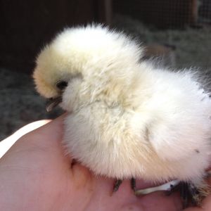 Baby silkie, his name is Obi. He was the loudest chick I think I've ever had XD