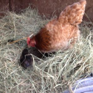 When I introduced one of my hens, Heimy, to my new babies, little Mr Eko really took to her. Everyone else was scared silly, but Eko kept following her around pecking at her feet. It was the cutest thing