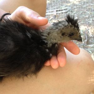 Silkie, Colby. Looks like a little dragon!