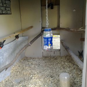 Inside of coop