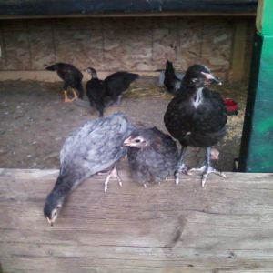 A mixture of chickens in this pix. Thai Cockerel in the background