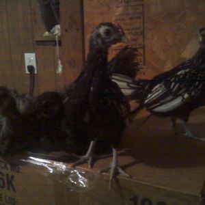 Sumatra and Sebright 2