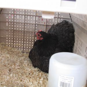 Drumstick the Cochin Bantam in her Broody Box