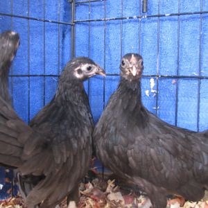 Rosecomb Bantam Pullet Trio