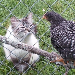 The cat disputing that they are sisters!