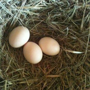 the girls first eggs, yea