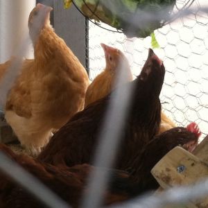 They love a veggie basket