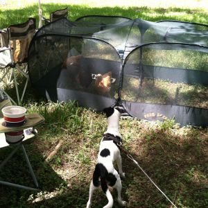My dog Chyna wants to visit the girls