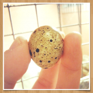My 1st egg!