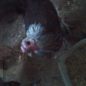 Dutch Hen