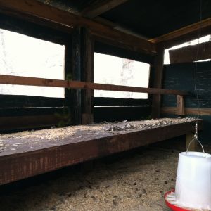 The inside of my 6x8 raised coop. Plexiglass windows on back wall are removable for summer. Hardware cloth over the openings.