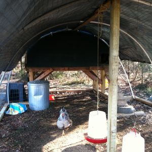 How it looks with the under coop area included in the run. I did put 4 2x4's up inside (in an X shape) to protect against blowing winds. The pvc pipe is attached to the coop and the landscape timber frame with pipe strap.
