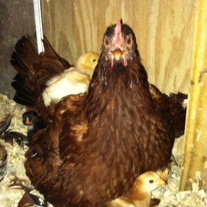 My Broody momma and her 5 babes.