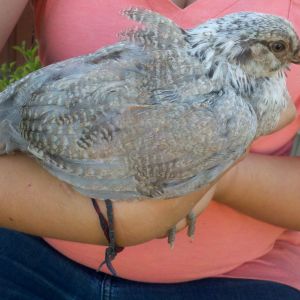 The feathers are sticking up due to my kiddos thumb under the wing.