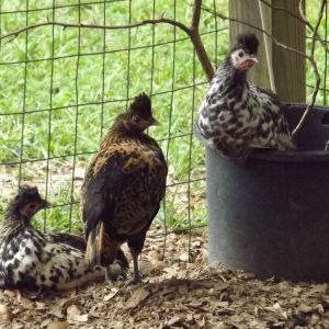 Here are some pictures of my Spitzhaubens and Pavlovskaya's. I will have chicks and hatching eggs available in late 2013.

Barking Chickens Farm email: barkingchickensfarm@yahoo.com