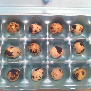 I got 72 quail eggs for 3 dollars at a local chicken auction.