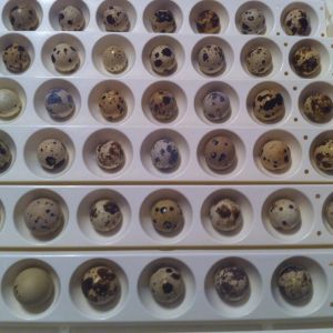 Going to start incubating quail eggs.