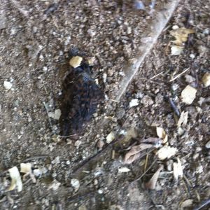 something got the chickens. I think it was a raccoon.