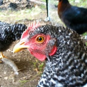 Tenders a friendly Plymouth Rock pullet