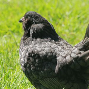 Nora - bantam Ameraucana