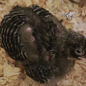 Heritage Barred Plymouth Rock pullet
 5 weeks