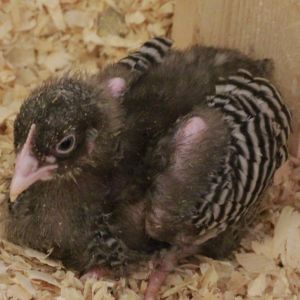 Heritage Barred Plymouth Rock - 5 weeks 
boy