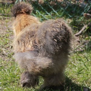 Silkie - 9 weeks old
