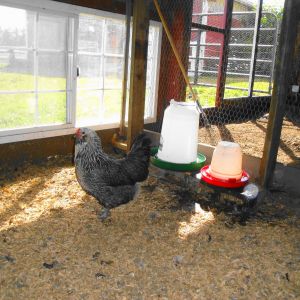 One of the girls enjoying her new digs!