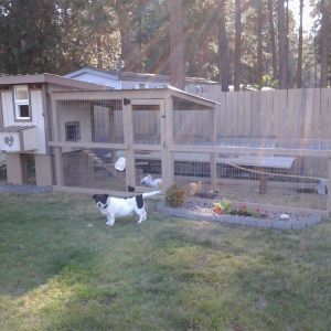 Our dog Duff, who is in this picture, likes to eat chicken poo. It's gross and I'm trying to break him of his new habit.