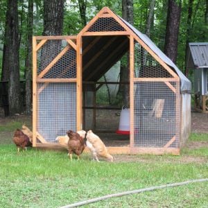 First day free ranging for the girls.  I later coupled the run up to the coop located in the background.