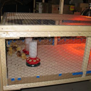 We got nine chicks when they were 2 days old from a local family owned farm supply.  Five Buff Orpingtons and four Rhode Island Reds.  One of the RIR turned out to be a rooster.