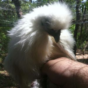 This one of my white Silkies posing for the camera