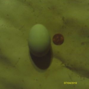 Cadbury's 1st attempt! A blue-green Easter Egg right in the nest box (8.2.13)