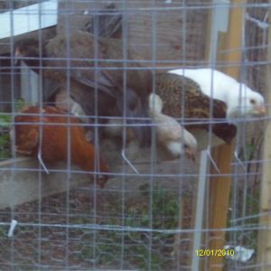 Right to Left: Wonka, Reese, Carmel, Hershey & Cadbury  on their outdoor roost (6.2013)