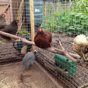 Chicken gossip circle