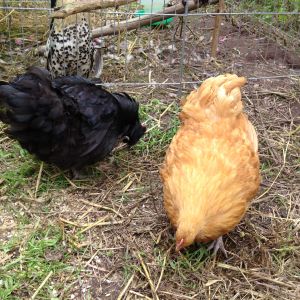 Ginger and Mabel