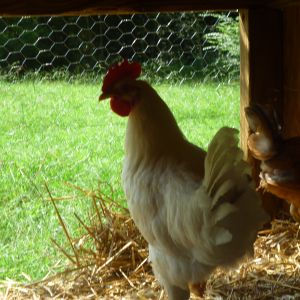 our rooster my daughter has named him big pimp daddy roo of all things  bahahha