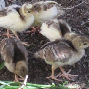 2013 chicks