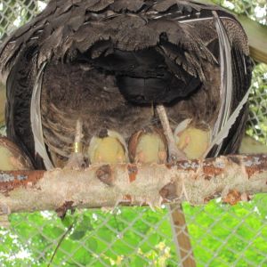2013 chicks- roosting under Mom in outside pen - they fly up 9-10 ' to roost at 7 days old!