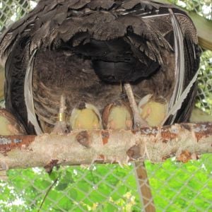 2013 chicks- roosting under Mom in outside pen - they fly up 9-10 ' to roost at 7 days old!