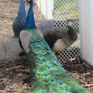 Blue- hogs the mirror