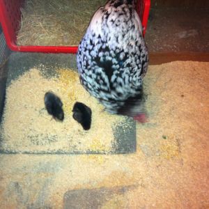 16 year old Tac, with 3 day old hatchery chicks, Barred Rock, and Golden Wyandotte.  Later the Rock turned out to be a mean rooster, traded him back for a Buff and bought a Russian Orloff.  The Wyandotte was 2 and a half monthsold, the new hens, 3 months and 5 months about.  See some of the later photos.