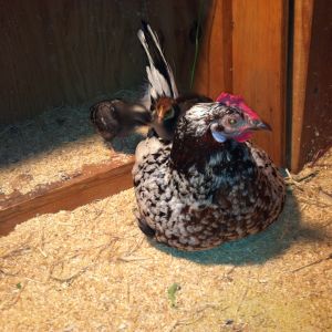 chicks liked to get on Tac's  back!