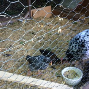 Tac with chicks now about a month old